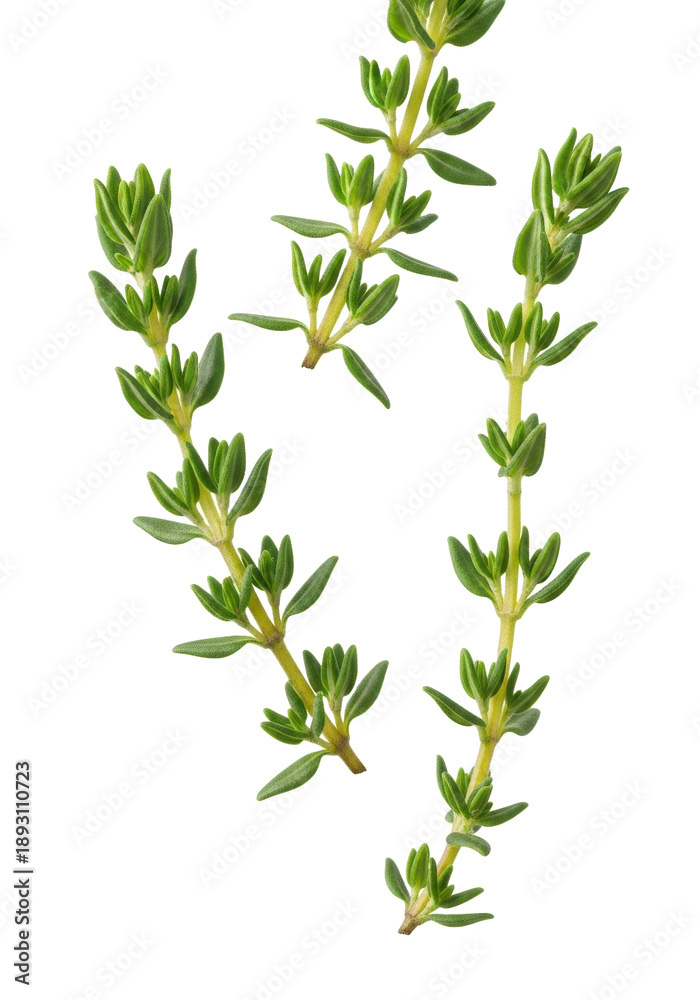 Fototapeta premium Fresh green thyme sprigs with delicate ovate leaves against a transparent background with copy space, soft studio lighting, culinary and organic quality concept
