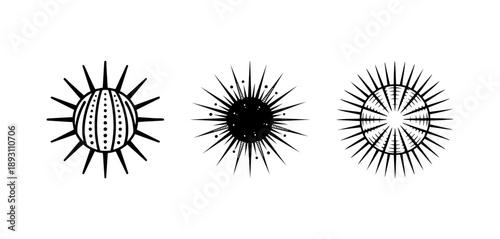 Black and White Sea Urchin Spiny Marine Creature