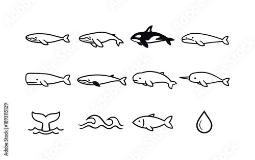 Whale Icon Collection. Whale species. Line icon set of Whale species: blue whale, humpback whale, orca, gray whale, sperm whale, fin whale, beluga, narwhal,