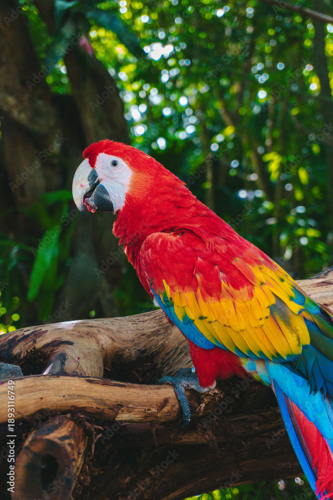 Obraz premium Guacamaya Mexicana