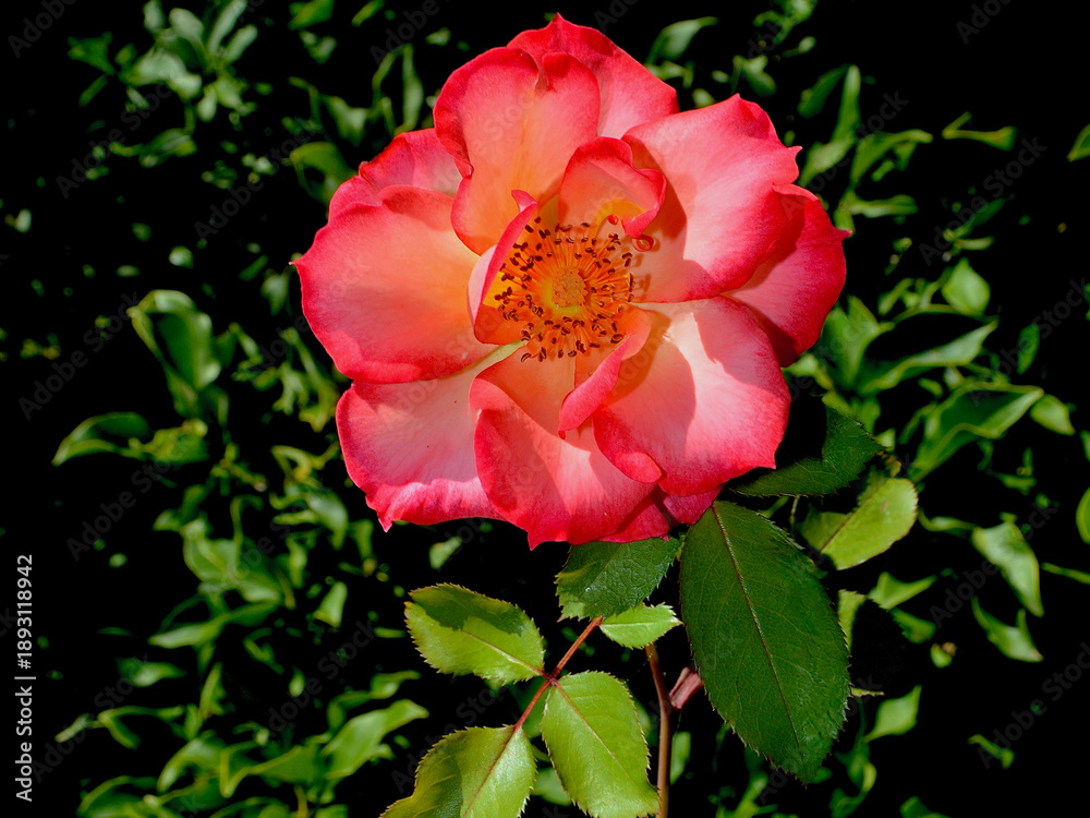 Fototapeta premium A delicate red and white rose in a sunny garden. 