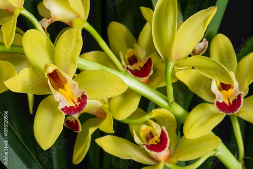 Photos Close-up of Cymbidium boat orchid inflorescence featuring many open yellow flowers
