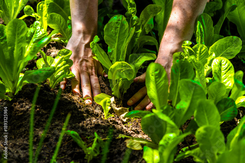 Bild auf Leinwand Hands planting fresh lettuce seedlings, representing growth, organic farming, an