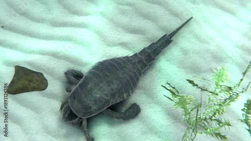 An animation of Sea Scorpion (Eurypterid) exploring a seafloor