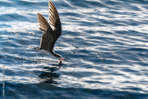 Black Skimmer (Rynchops niger) skillfully catches a fish while soaring above water, showcasing its unique feeding behavior and vibrant plumage.