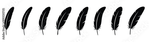 Set of realistic black silhouette feather isolated on transparent background for your design