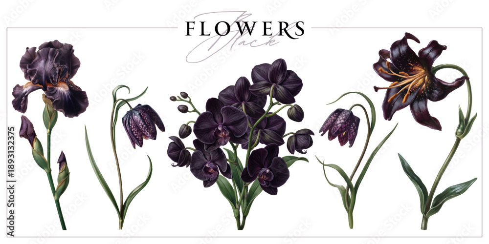 Fototapeta premium Black flowers isolated on a white background. Vintage painting style illustration.