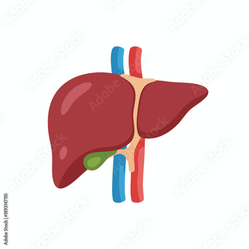 Human Liver Anatomy Illustration