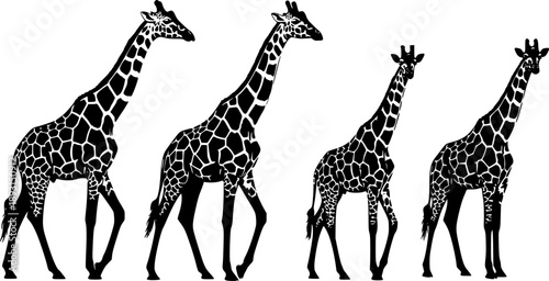 Five giraffes in walking and standing poses, African wildlife silhouettes, black wild animal vector art, flat vector illustration on white background
