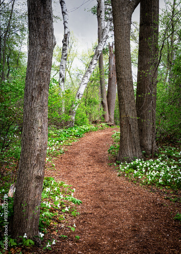 Lush spring woods with white trilliums and walking trail