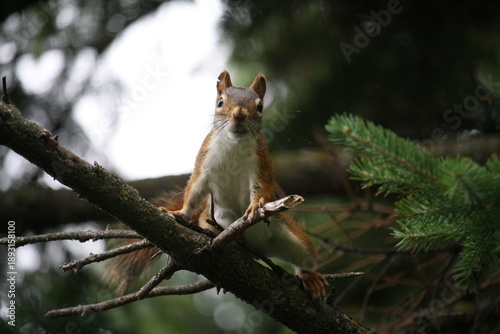 red squirrel in tree