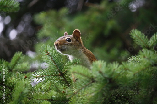 red squirrel in spruce tree