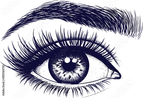 Detailed human eye engraving style vector illustration with lashes eyebrow sketch line art beauty vision concept isolated
