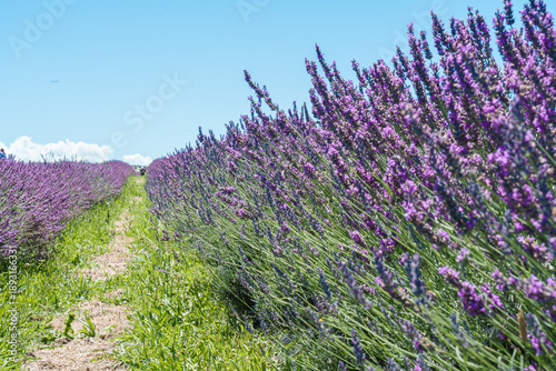 lavender field in Auckland New Zealand