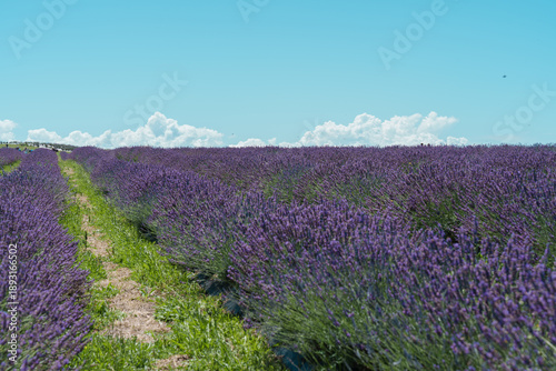 lavender field in Auckland New Zealand
