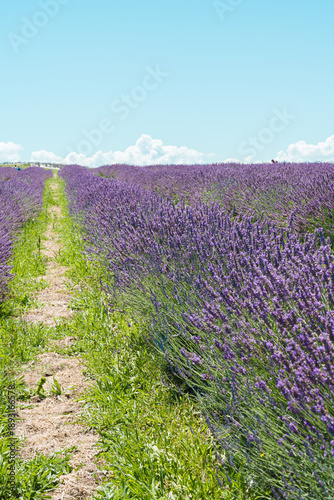 lavender field in Auckland New Zealand