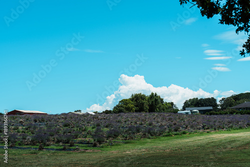 landscape with vineyard and trees