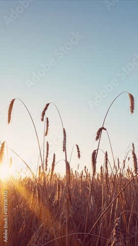 Witness the enchanting Golden Hour in a beautifully serene field full of vibrant life