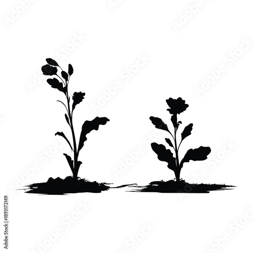 Silhouette of two growing plants in soil