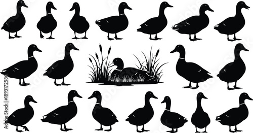 Black duck silhouettes set with mallard icons featuring swimming standing and walking poses near pond reeds isolated on white background,