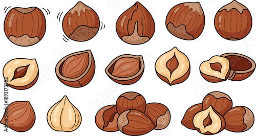 Cartoon Hazelnut Set with Whole Nuts, Cracked Shells and Kernels Flat Vector Illustration
