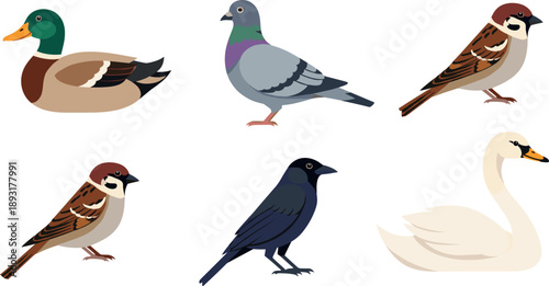 Set of common birds duck pigeon sparrow crow and swan flat vector illustration