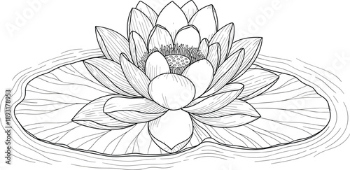 Elegant lotus flower floating on water lily leaf illustrated in detailed black and white line art for nature, meditation, zen, and botanical design