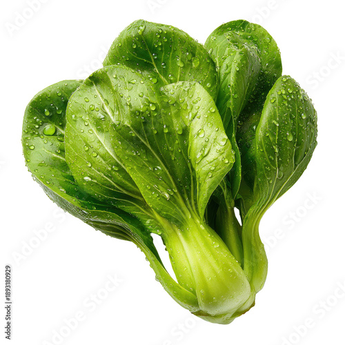 Crisp Bok Choy, dark green leaves and pale stems glistening with fresh dew