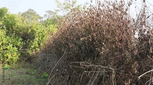 A fence made of dry branches in a field.  Farmers in rural India build such fences from branches to protect their crops from animals. This is a traditional farming practice. 
