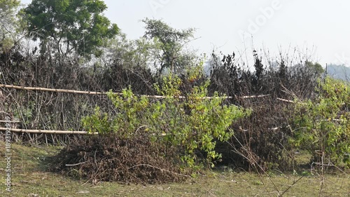 A fence made of dry branches in a field.  Farmers in rural India build such fences from branches to protect their crops from animals. This is a traditional farming practice. 