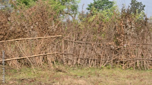 A fence made of dry branches in a field.  Farmers in rural India build such fences from branches to protect their crops from animals. This is a traditional farming practice. 