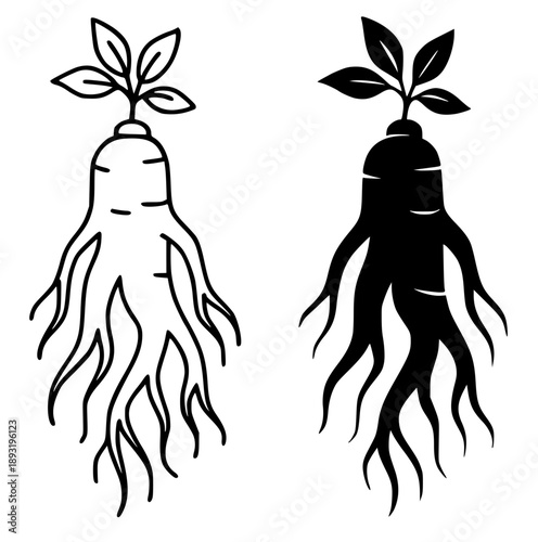 Ginseng illustration icon, black and white in outline and silhouette style