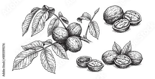 Walnuts with Leaves and Cracked Shells Set