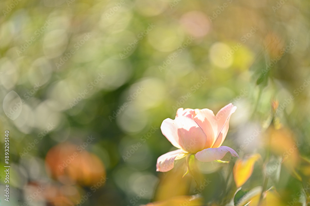 Obraz premium Beautiful pink rose flower macro photography
