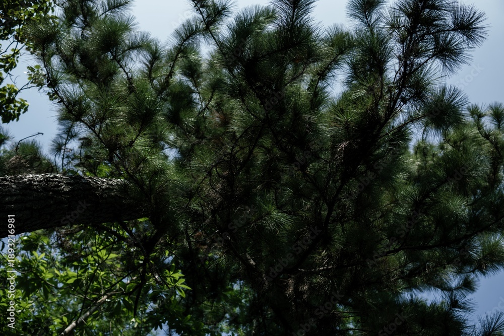 Obraz premium A serene view of lush green pine tree branches against a clear blue sky, illustrating nature's tranquility.