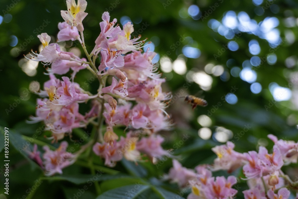Fototapeta premium Bee and Pink Flowers