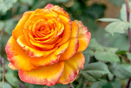 A single orange rose with a yellow center