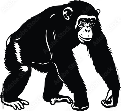 Black and White Silhouette of a Chimpanzee Walking Forward in a Powerful Stance