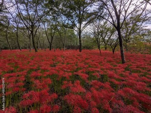 the beautiful red spider lily in Japan