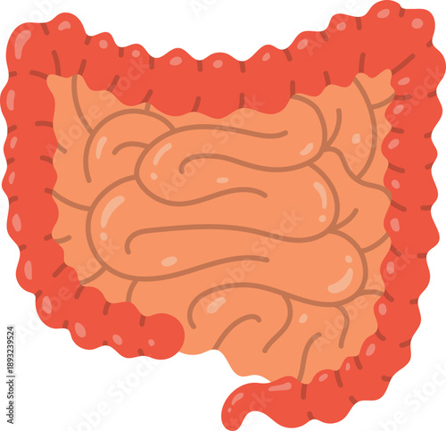 Anatomical Illustration of Human Large Intestine