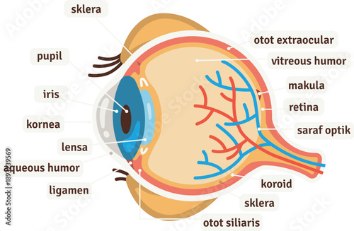 Diagram of Human Eye Anatomy with Detailed Labels