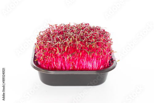 Red Amararath Microgreens in a tray