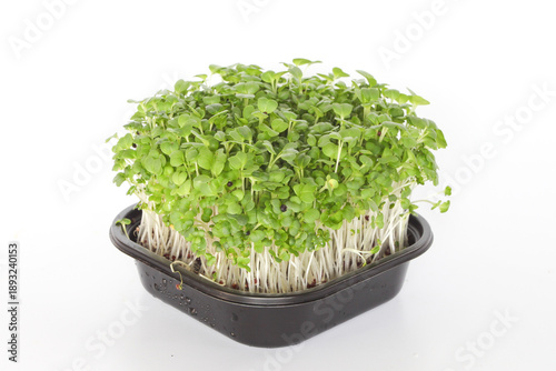 Microgreens Alfalfa in a tray