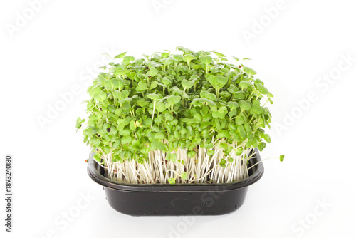 Microgreens Alfalfa in a tray
