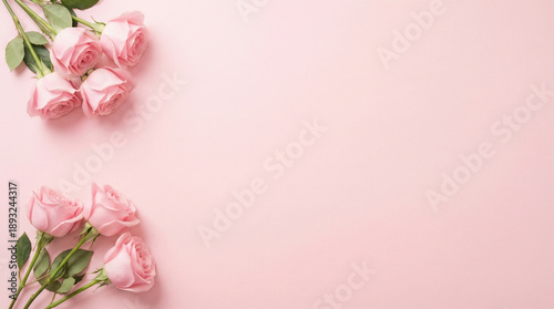 Romantic Pink Rose Flower for Valentine’s Day Love Background