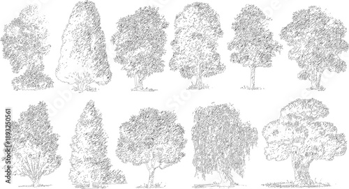 Collection of ten black and white line of various trees with detailed foliage and trunks nature leaves