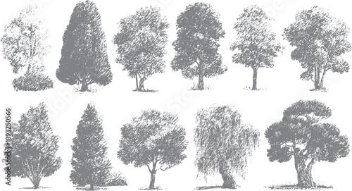 Collection of ten grey sketched trees on white background nature foliage branches
