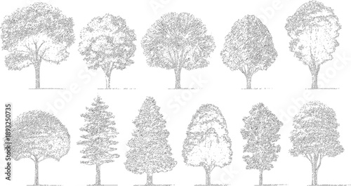 Ten diverse trees in black and white line style nature plant botanical