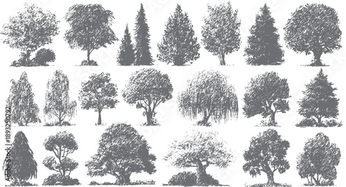 Collection of hand drawn deciduous and coniferous trees in grey style nature forest