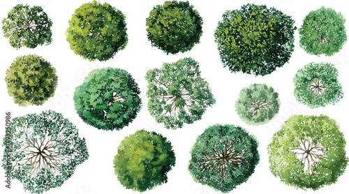 Collection of watercolor view trees diverse green foliage and brown branches overhead aerial